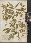 Foto von Salix alba L. x Salix fragilis L.